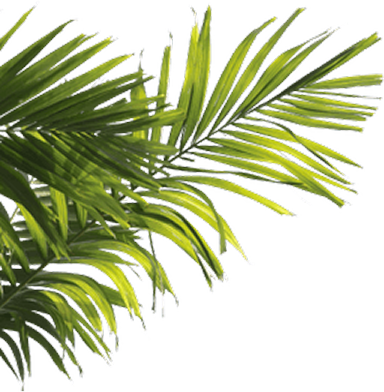 Saigon baigur decoration